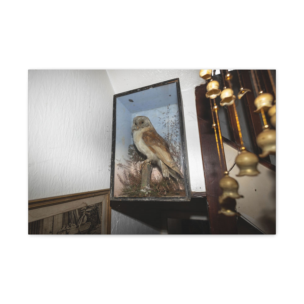 Thumbnail: Taxidermied owl in glass display case beside detailed wooden staircase.