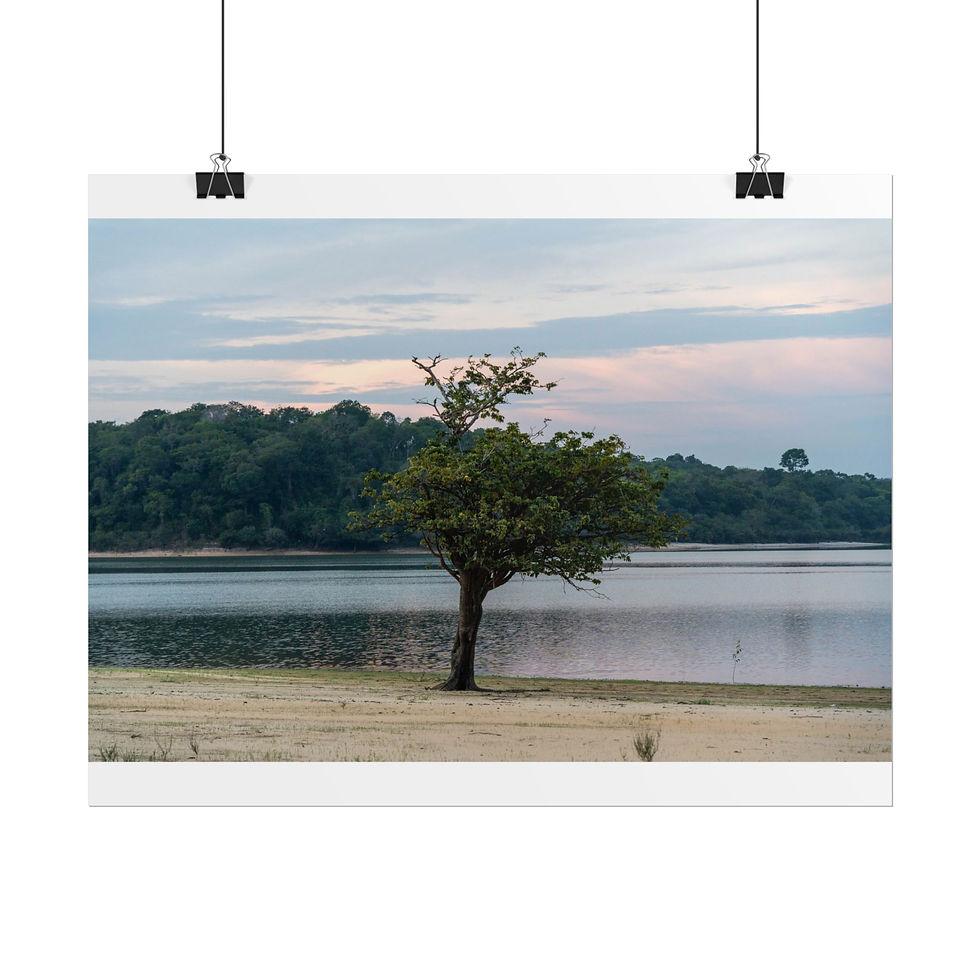 Thumbnail: A single tree stands by a calm lake with a forest background.