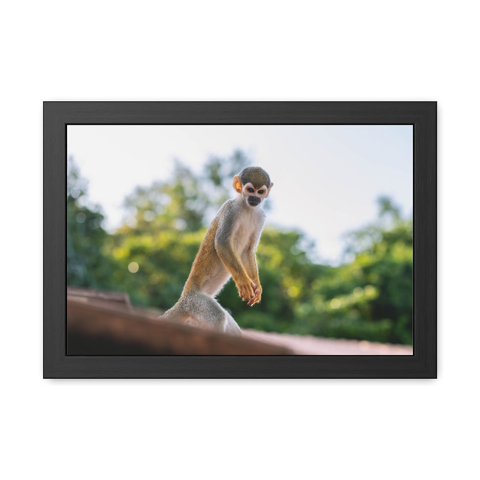 Thumbnail: Framed photograph of a squirrel monkey standing upright against green foliage.