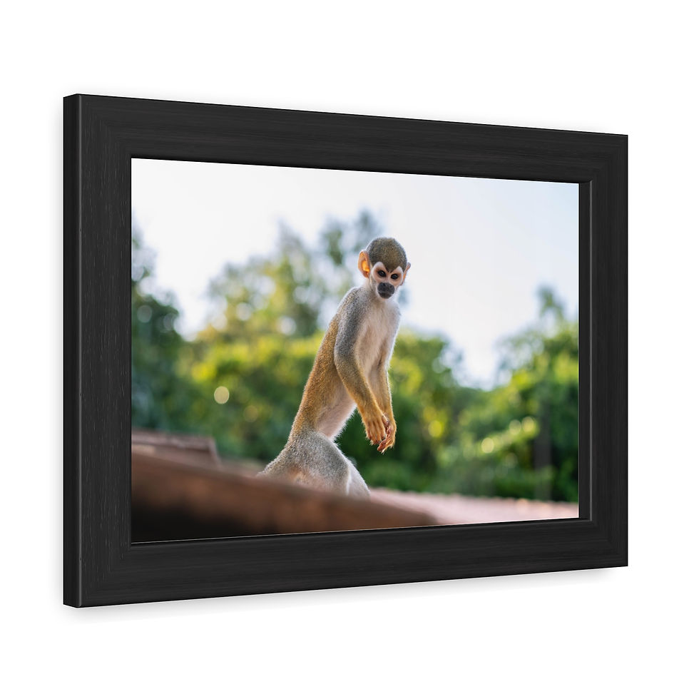 Thumbnail: Alert squirrel monkey standing on hind legs in lush green jungle.