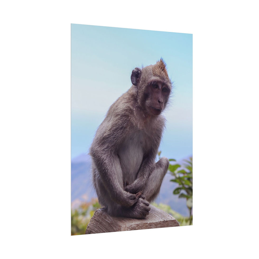 Thumbnail: Brown monkey sitting on a stone ledge with blue sky background.