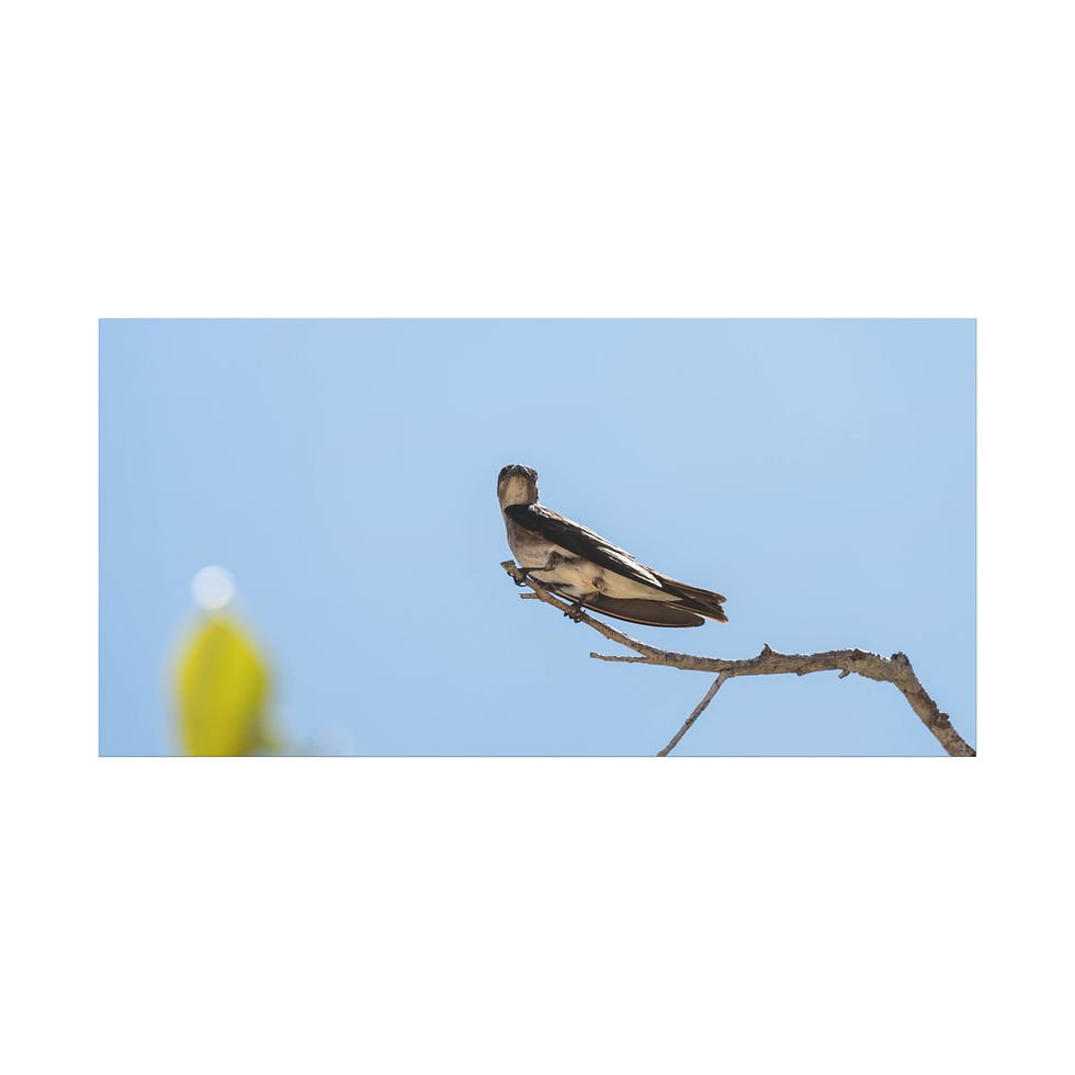 Thumbnail: Small bird perched on a bare tree branch under blue sky