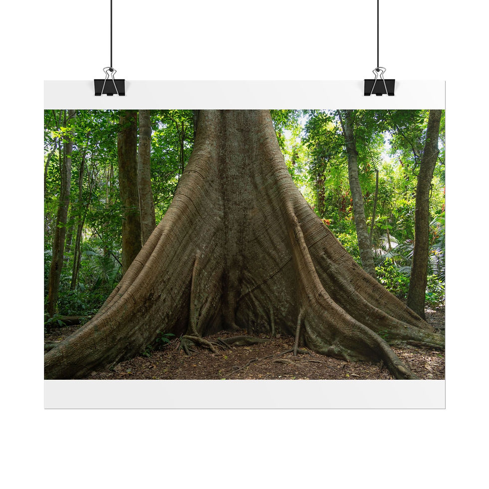 Thumbnail: Giant tree base with massive buttress roots in a tropical forest.