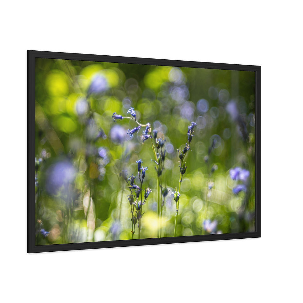 Thumbnail: Bluebells Framed Print | Laughton Woods East Sussex | Woodland Flower Wall Art