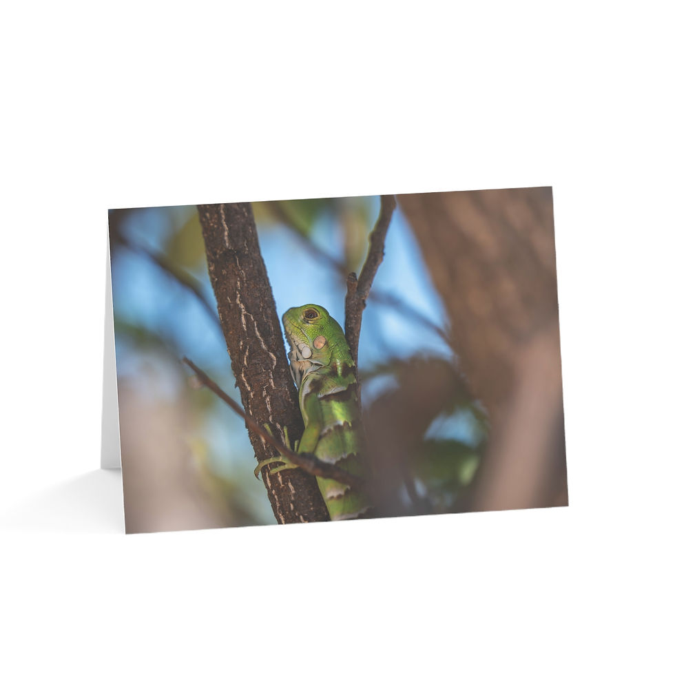 Thumbnail: Young Green Iguana in the Amazon | Greeting Cards - Pack of 1, 10, 30 or 50