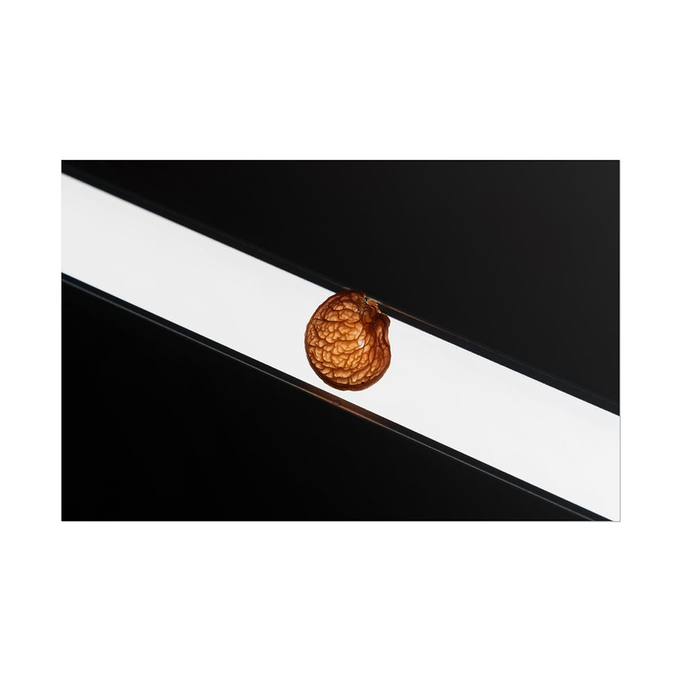 Thumbnail: Textured golden-brown nut centered on a sharp black and white diagonal stripe.