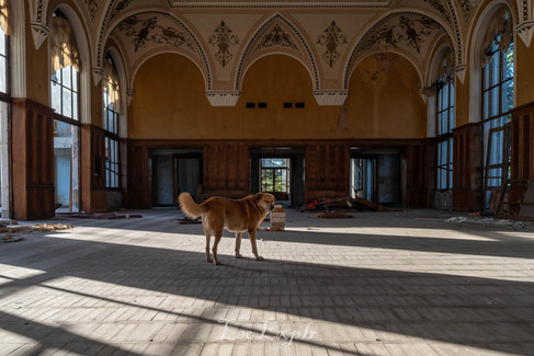 Sanatorium Shakhtar in Tskaltubo, Georgia. A lone dog stands in an ornate, sunlit, abandoned room with arched windows and detailed ceiling designs, creating a nostalgic, tranquil atmosphere.