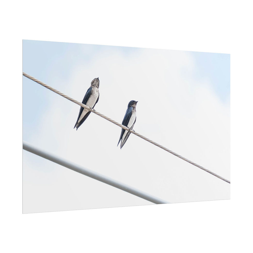 Thumbnail: Pair of swallows resting on a utility wire beneath a clear blue sky.