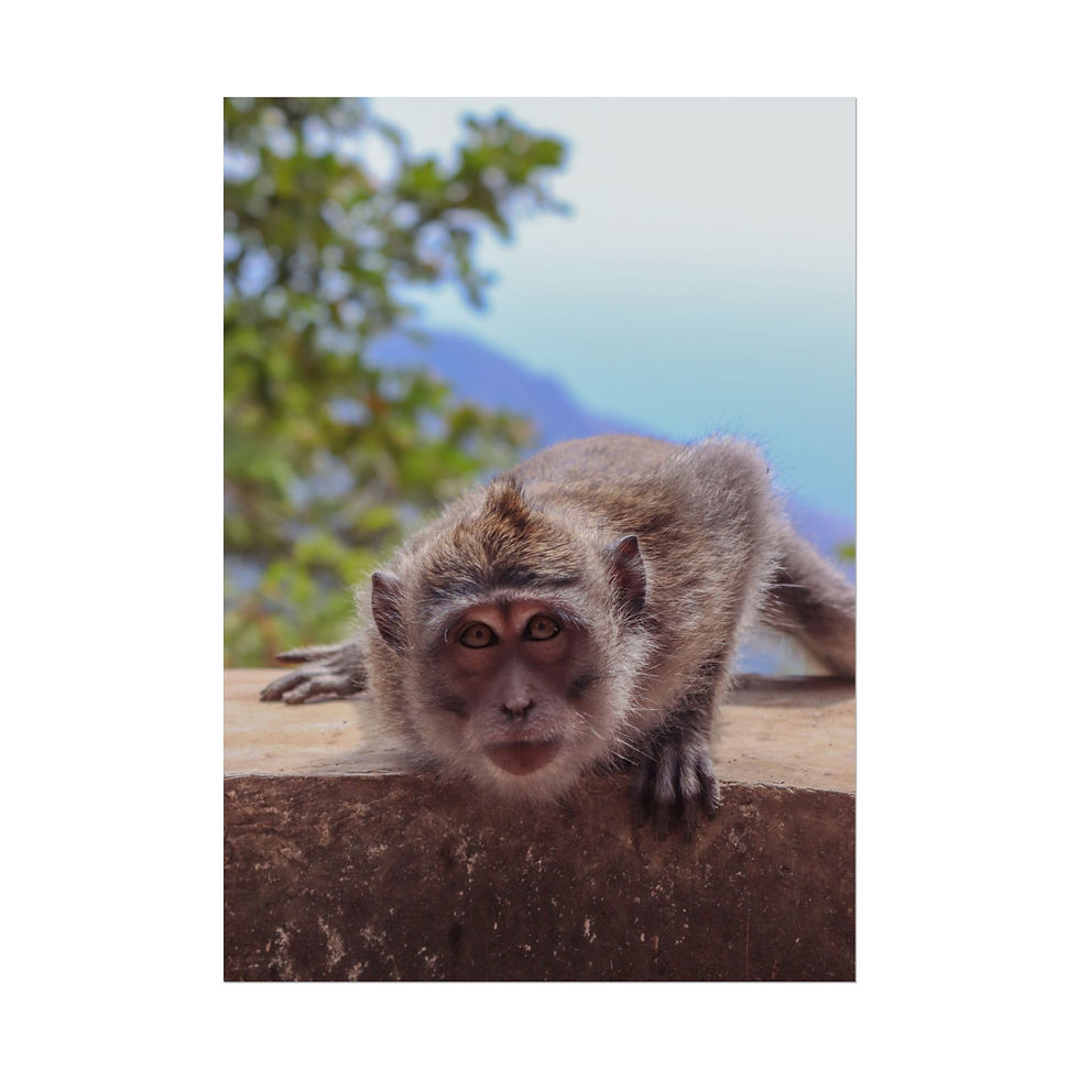 Thumbnail: Close-up of a curious macaque monkey staring intently from a concrete ledge.