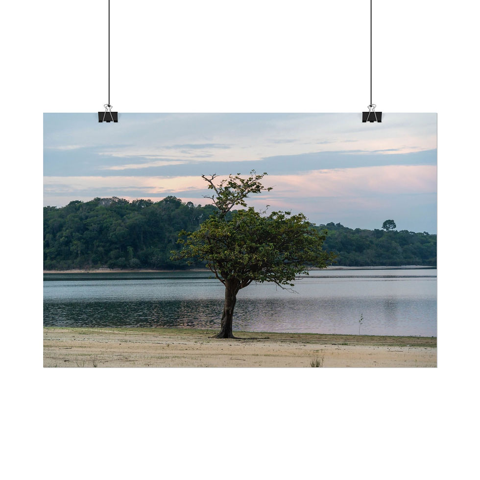 Thumbnail: Solitary tree by calm lake with dense forest under cloudy sky.