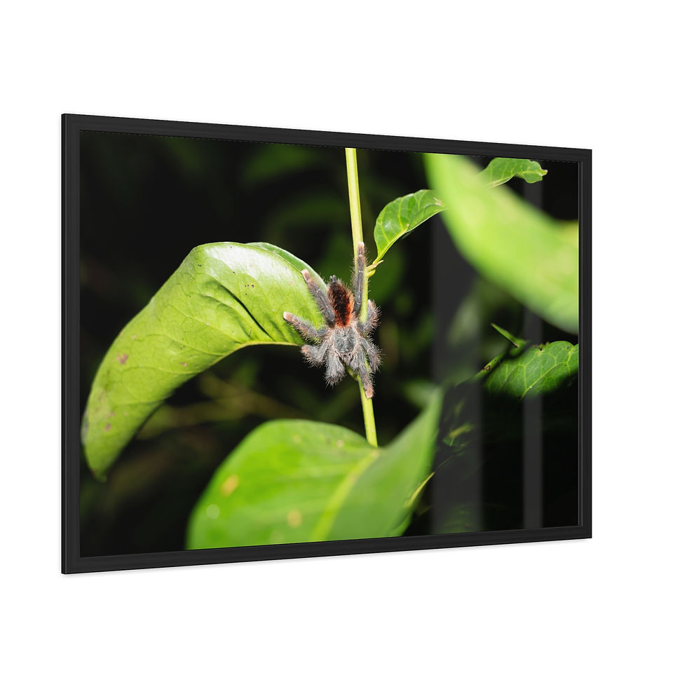 Thumbnail: Hairy spider clinging to a vibrant green leaf in nature