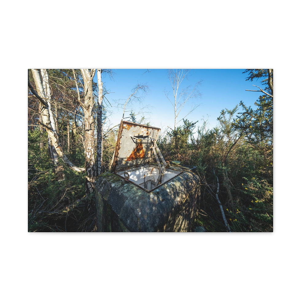 Thumbnail: Abandoned basketball hoop with broken backboard in a sunny forest.