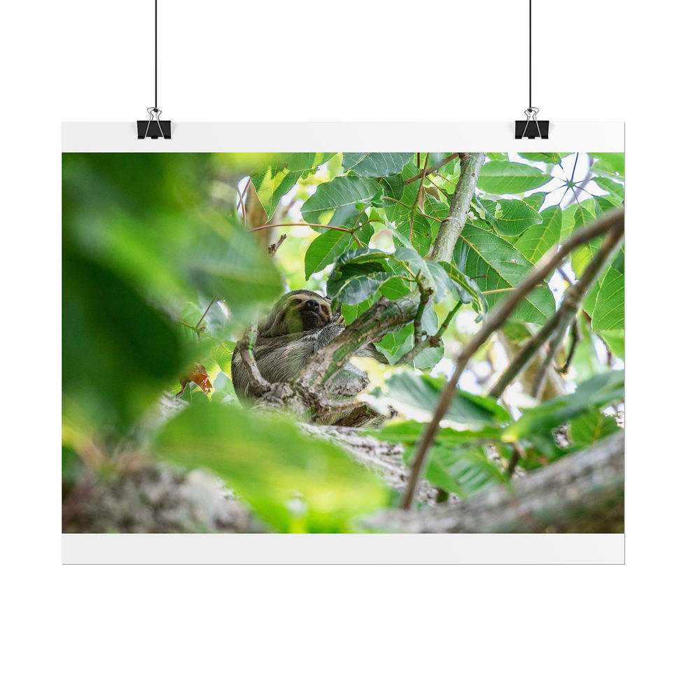 Thumbnail: Small bird hidden amongst green leaves in a tree branch.
