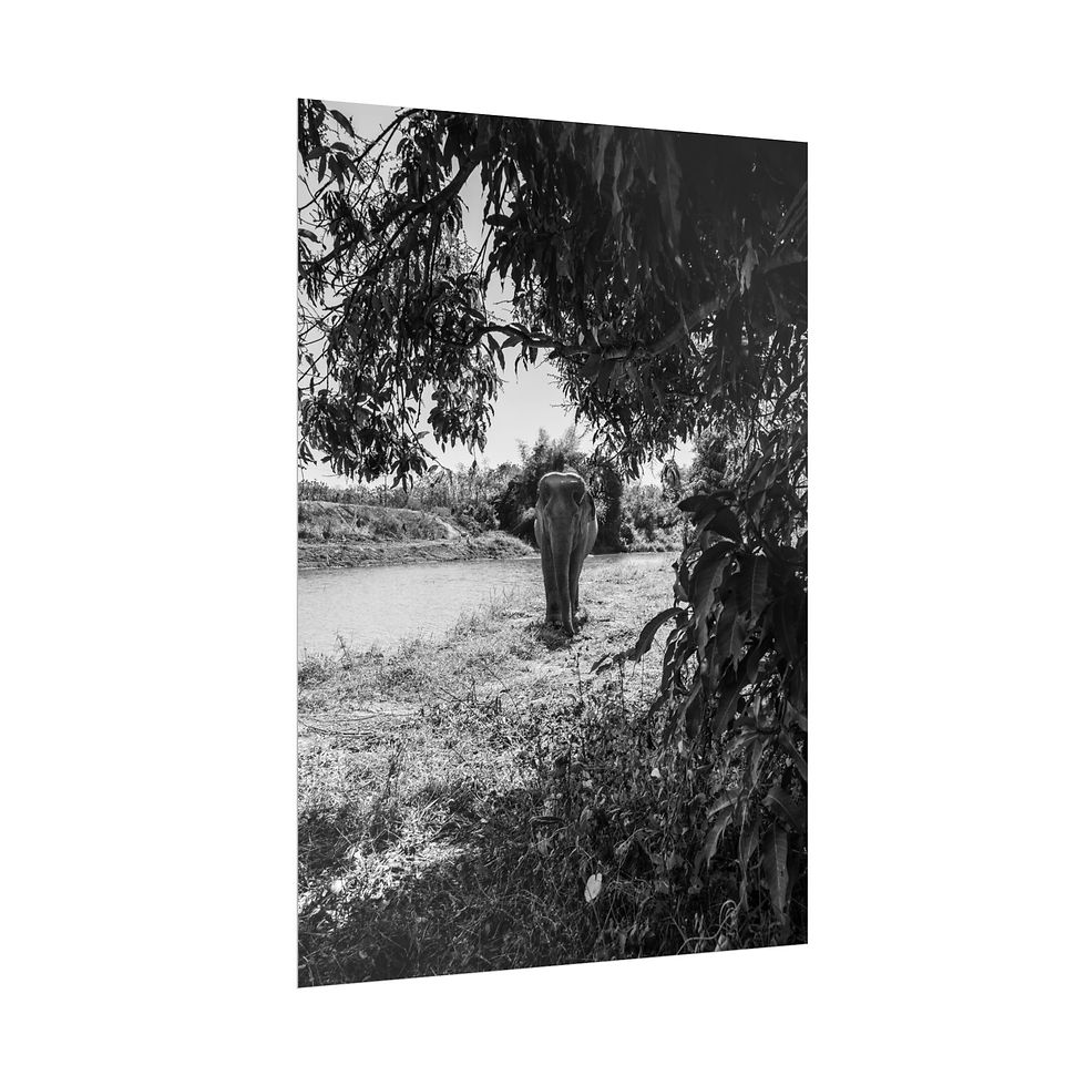 Thumbnail: Black and white photo of an elephant walking by a river under trees.