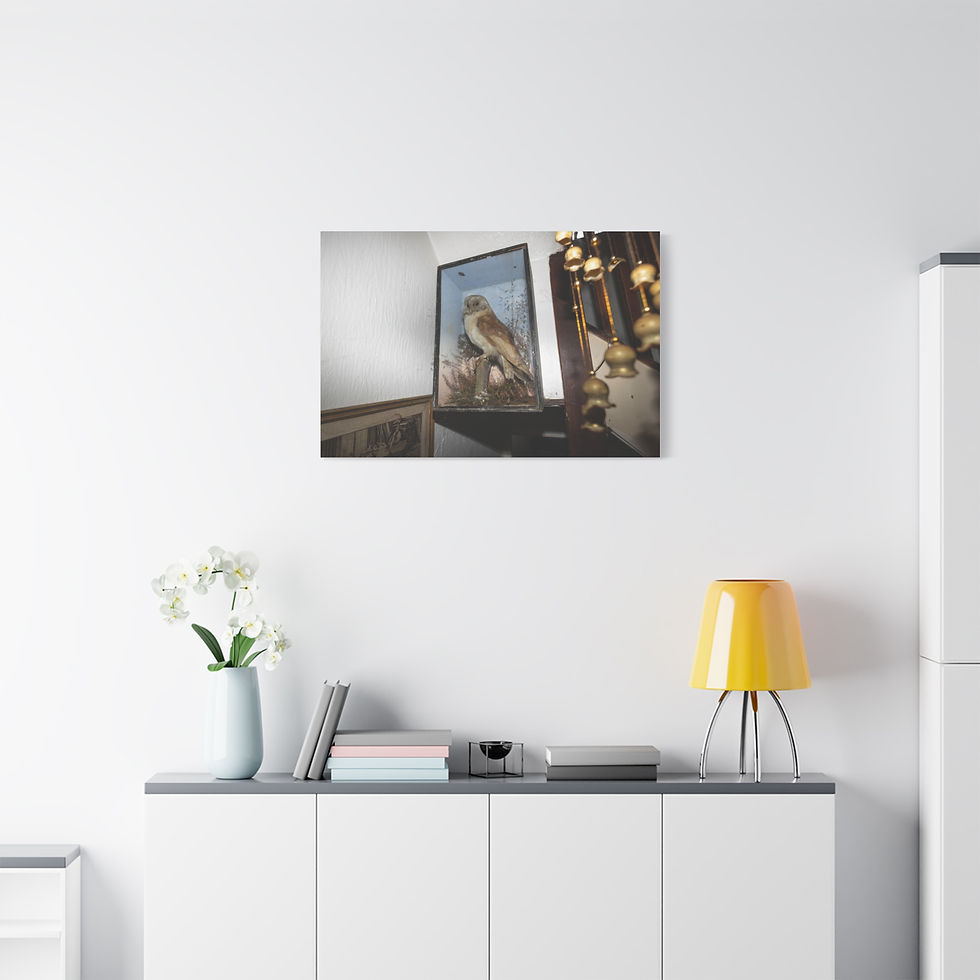 Thumbnail: Framed print of a taxidermy hawk displayed on a bright white wall.