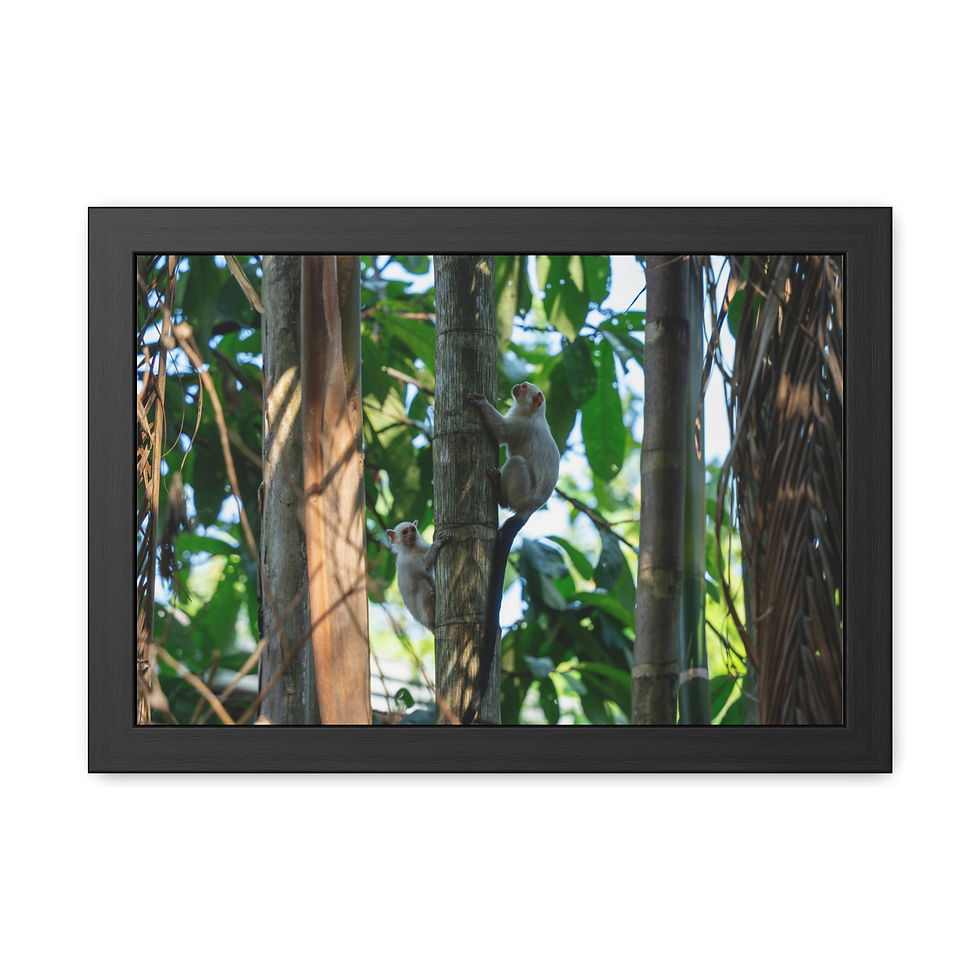 Thumbnail: Two sloths carefully climbing a tree in a lush, green jungle.