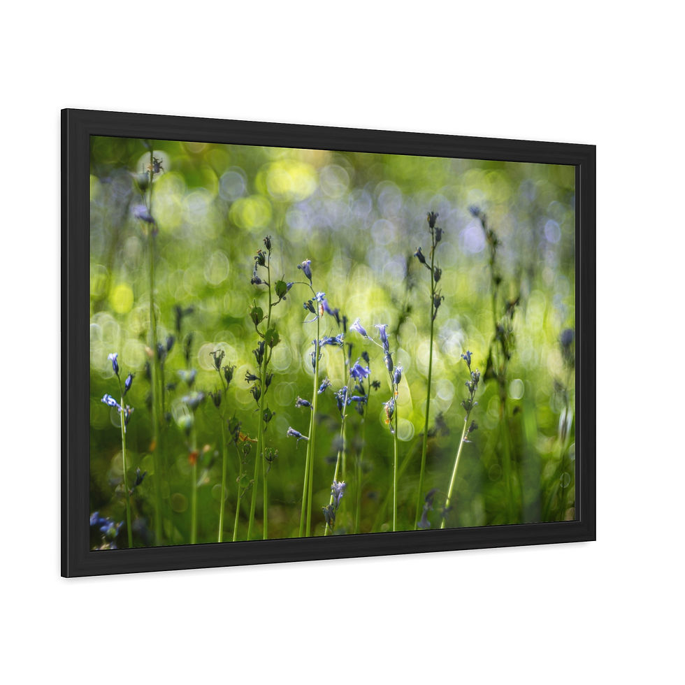 Thumbnail: Bluebells Framed Print | Laughton Woods East Sussex | Woodland Flower Wall Art
