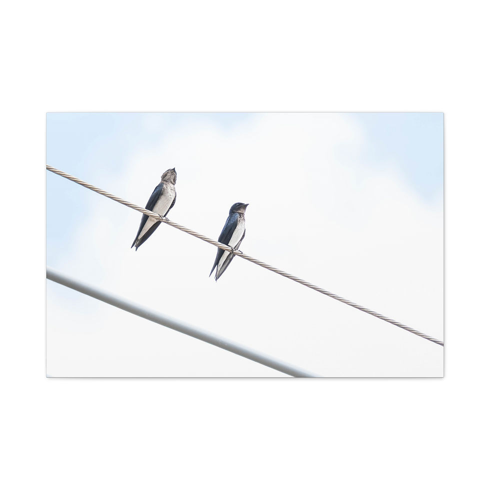 Thumbnail: Two Grey-Breasted Martins perched on an electrical wire, pale sky.