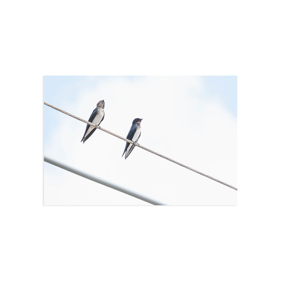 Thumbnail: Fine Art Postcards | Grey-Breasted Martins on Power Lines