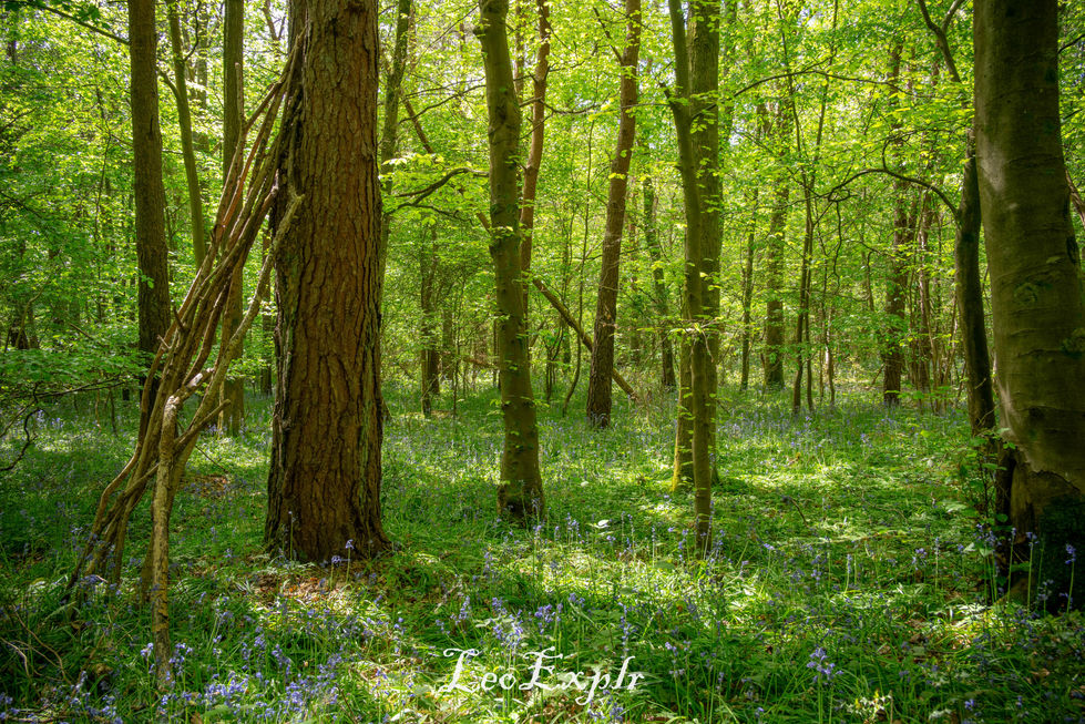 Sunlit forest with tall, slender trees and a lush green undergrowth scattered with bluebells. The scene conveys a peaceful, natural setting. Laughton Woods, East Sussex.