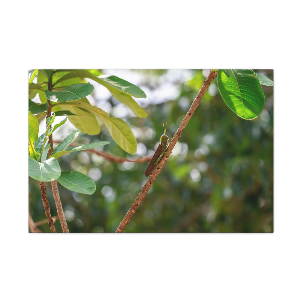 Thumbnail: Green grasshopper camouflaged on a brown tree branch among leaves.