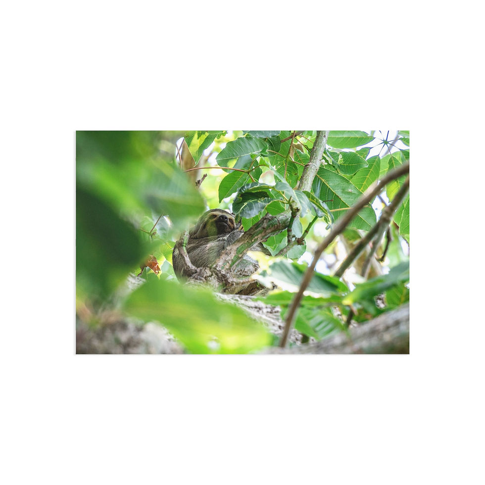 Thumbnail: Fine Art Postcards | Sloth in an Amazonian Tree - Wildlife Art