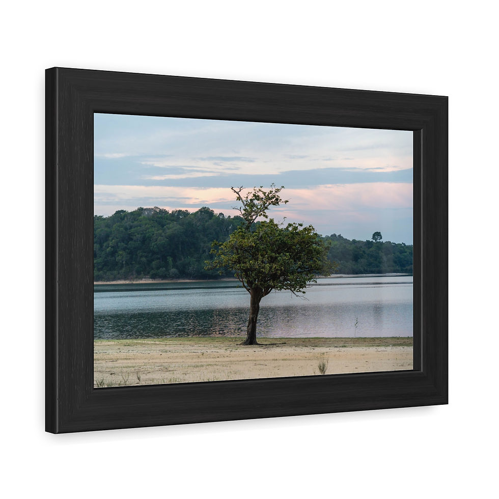 Thumbnail: Framed Poster - Tapajós River Sunrise Tree | Beach Wall Art, serene landscape.