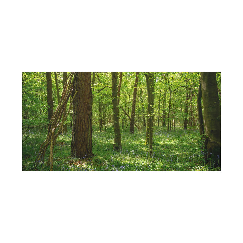Thumbnail: Sunlit Woodland Canvas | Bluebells in Laughton Woods | Calming Nature Wall Art