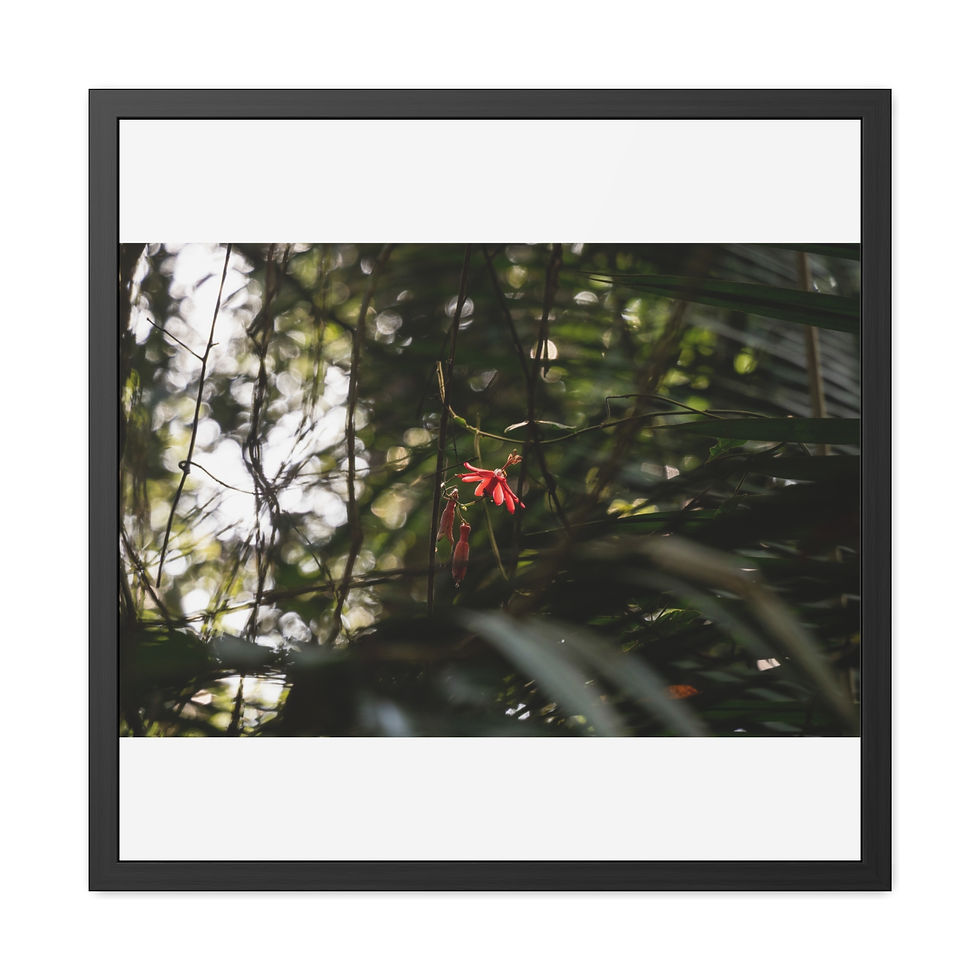 Thumbnail: Black framed art print, vibrant red flower in dark tropical foliage.
