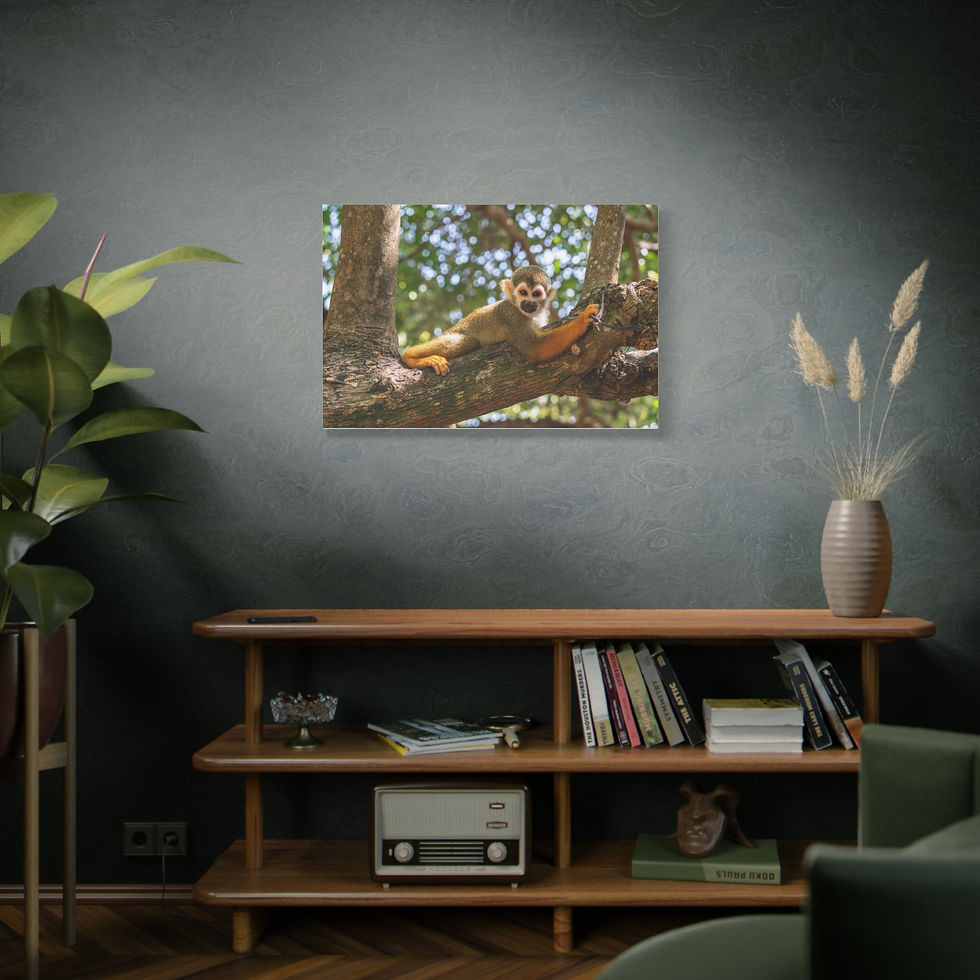 Thumbnail: Squirrel monkey resting on a tree branch amidst green foliage and sunlight.