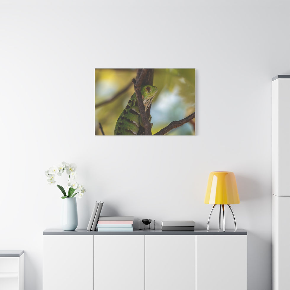 Thumbnail: Sloth in an Amazonian Tree | Wildlife Wall Art Canvas Print