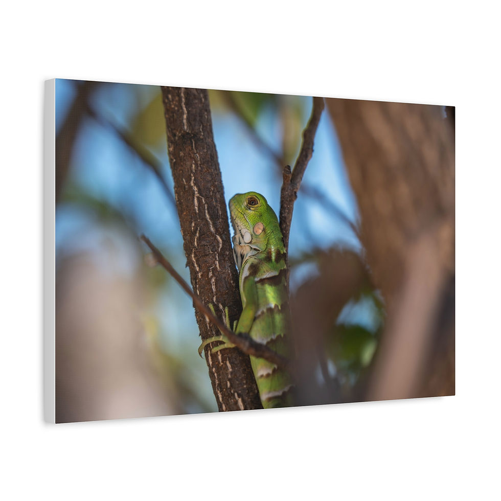 Thumbnail: Green iguana climbing a tree branch with a blurred blue sky background.