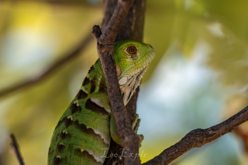 A green iguana clings to a tree branch surrounded by blurred green foliage. The image conveys a calm, natural setting.