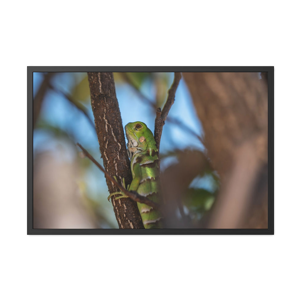 Thumbnail: Vibrant green iguana climbing tree branch, blurry blue sky background.