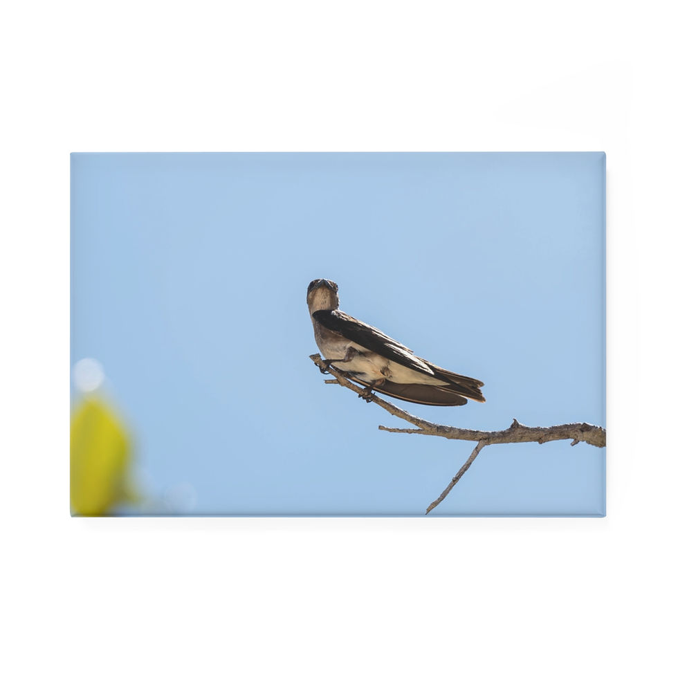Thumbnail: Small brown bird perched on bare branch against clear blue sky.