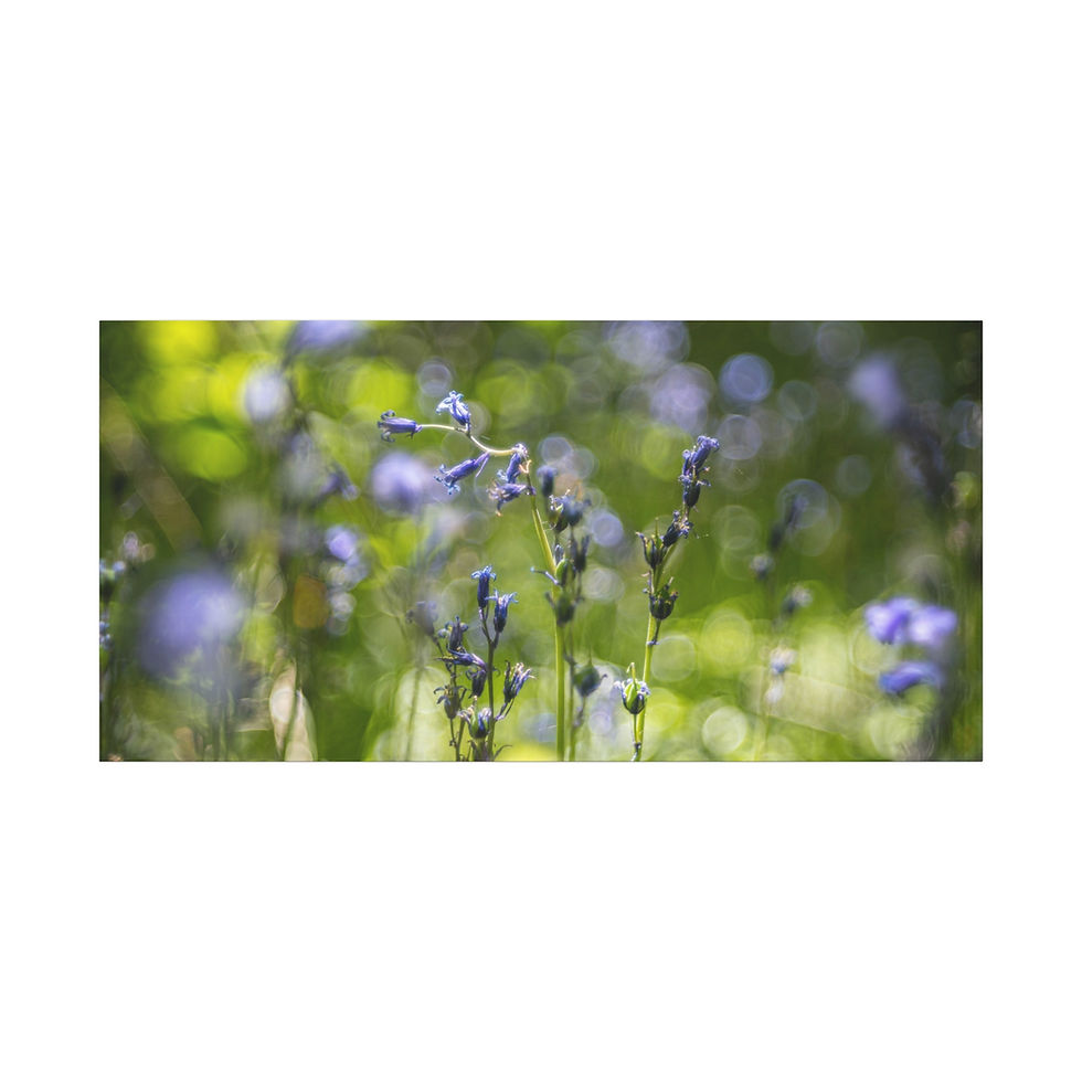 Thumbnail: Bluebells Canvas Print | Laughton Woods Spring Flowers | Calming Sussex Wall Art