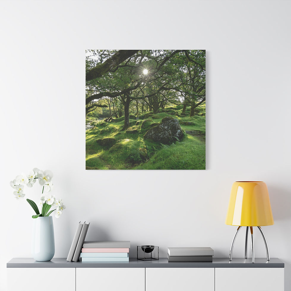 Thumbnail: Sunlight filters through trees onto mossy ground and dark rocks.