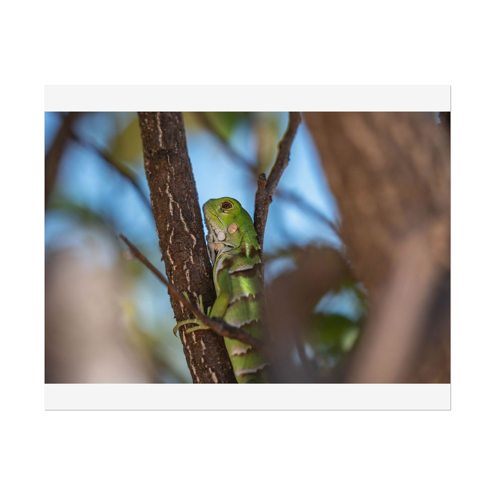Thumbnail: Green iguana clinging to a tree branch with blurred blue sky background.