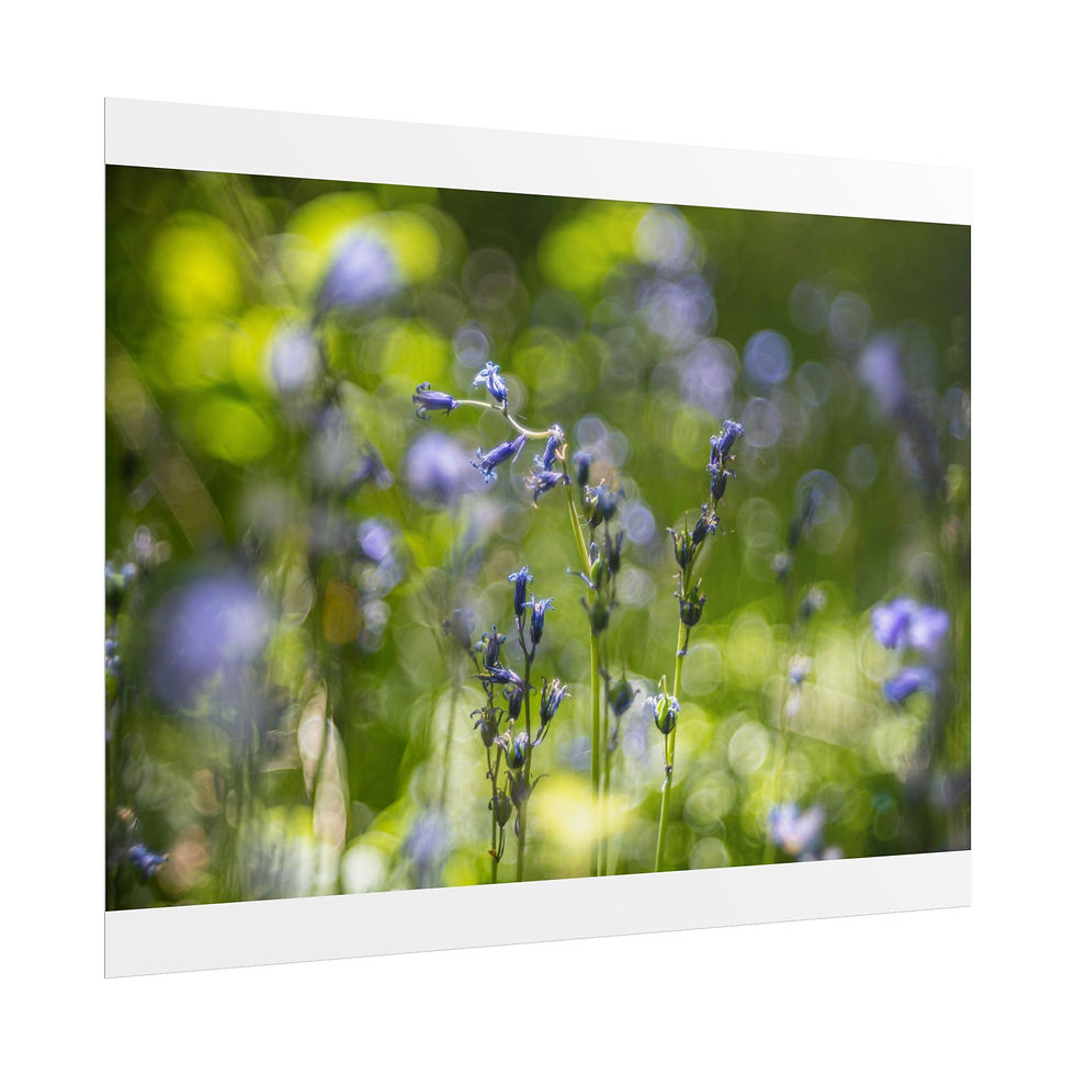 Thumbnail: Bluebells Poster Print | East Sussex Woodland Flowers | Dreamy Nature Photograph