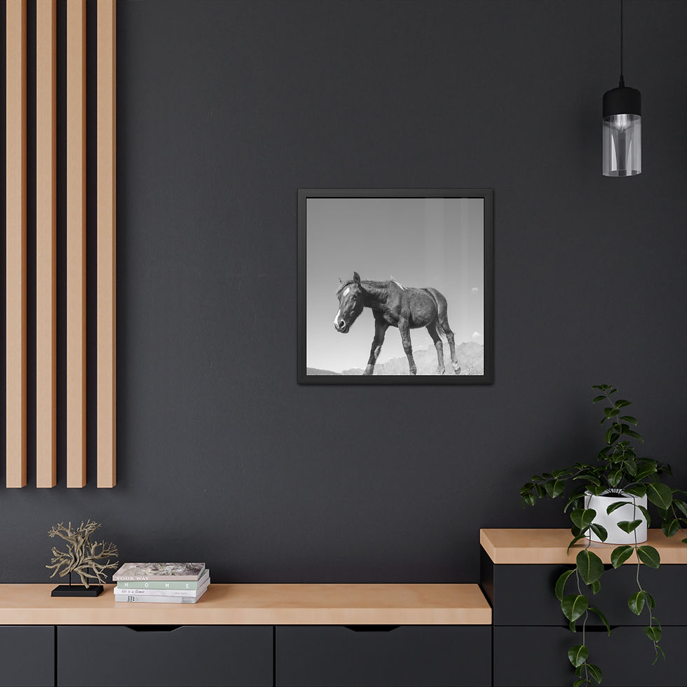 Thumbnail: Black and white framed print shows a horse standing in a field.