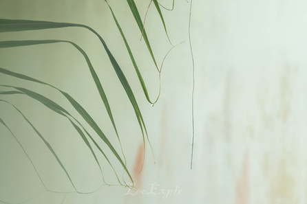Close-up of delicate green palm leaves with thin strands against a soft, blurred beige background. The scene conveys a serene, minimalist feel.