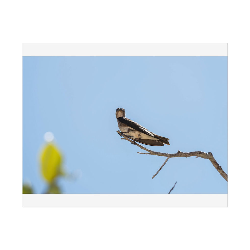 Thumbnail: Bird perched on a bare tree branch against a clear blue sky.