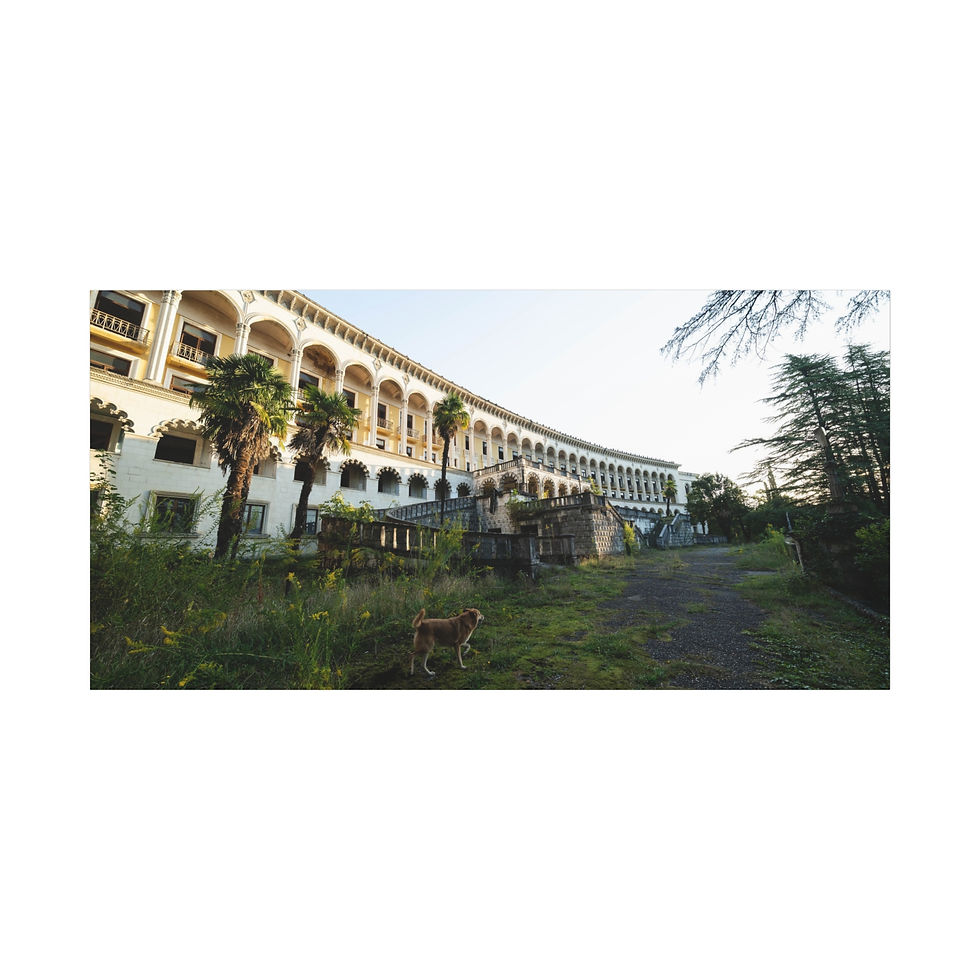 Thumbnail: Abandoned curved white building, arches, palm trees, overgrown foreground, small dog.