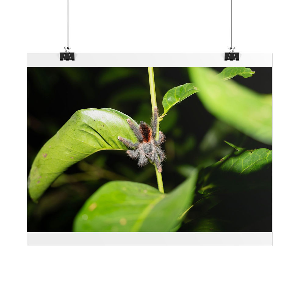 Thumbnail: Hairy tarantula spider clinging to a green stem among dark leaves.