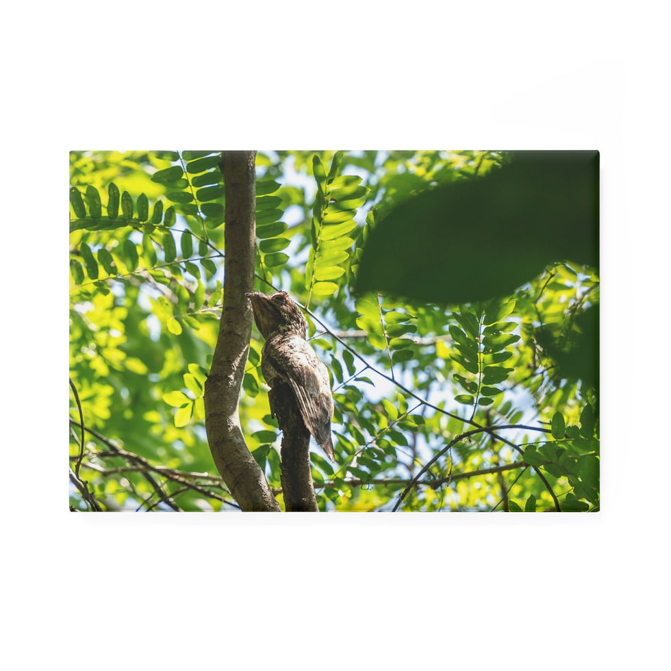 Thumbnail: Brown bird camouflaged on a tree branch amidst bright green leaves.