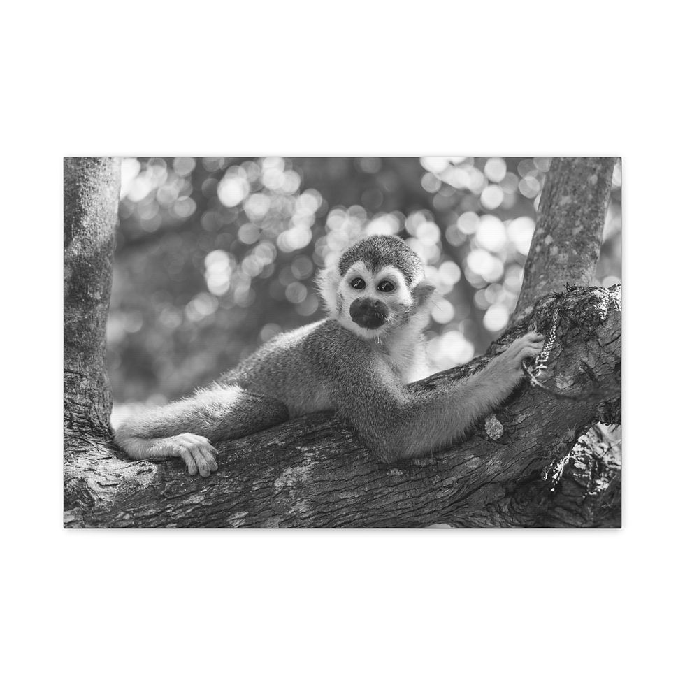 Thumbnail: Black and white squirrel monkey resting on a tree branch, looking forward.