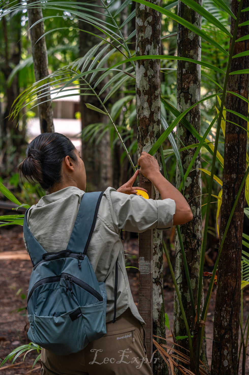 A woman with a blue backpack measures a tree in a lush forest. She uses a tape measure, focused on her task, surrounded by green foliage.