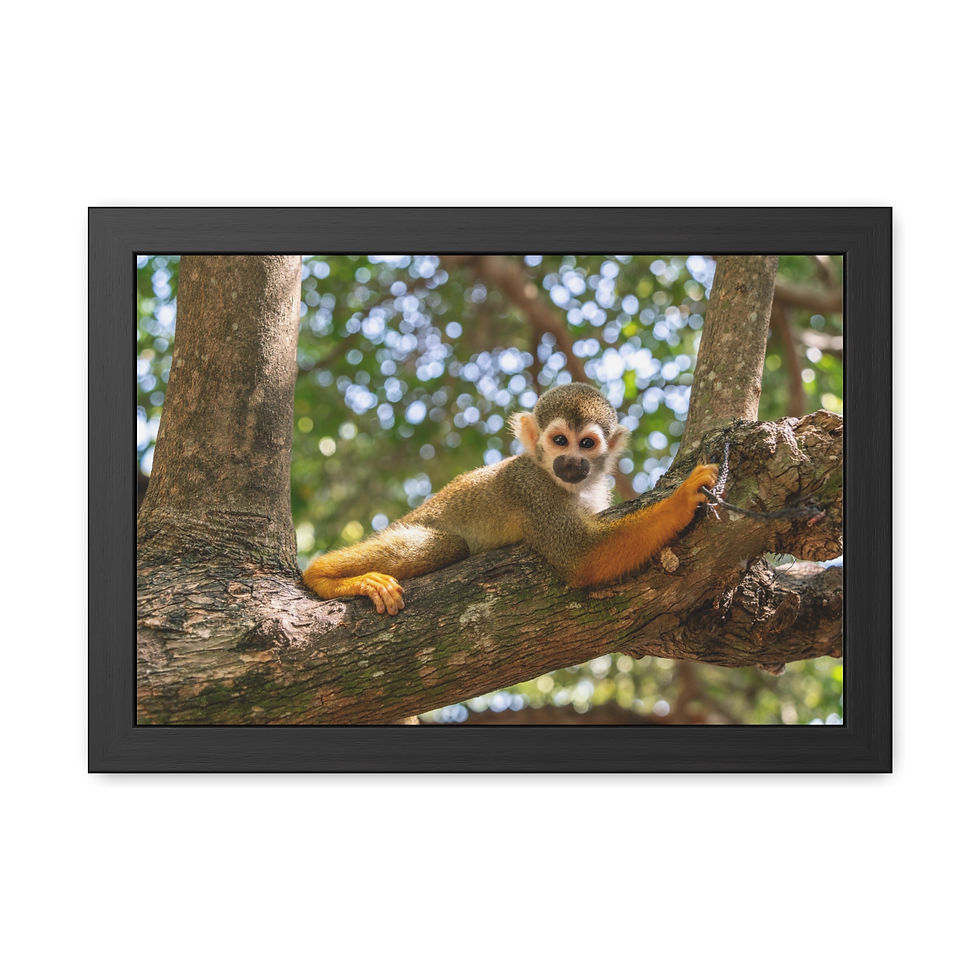 Thumbnail: Squirrel monkey resting on a thick tree branch, looking directly forward.