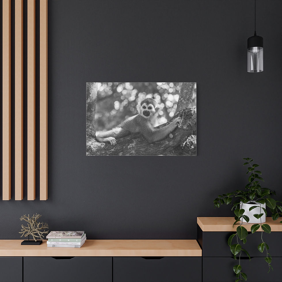 Thumbnail: Black and white squirrel monkey lounging on a tree branch.