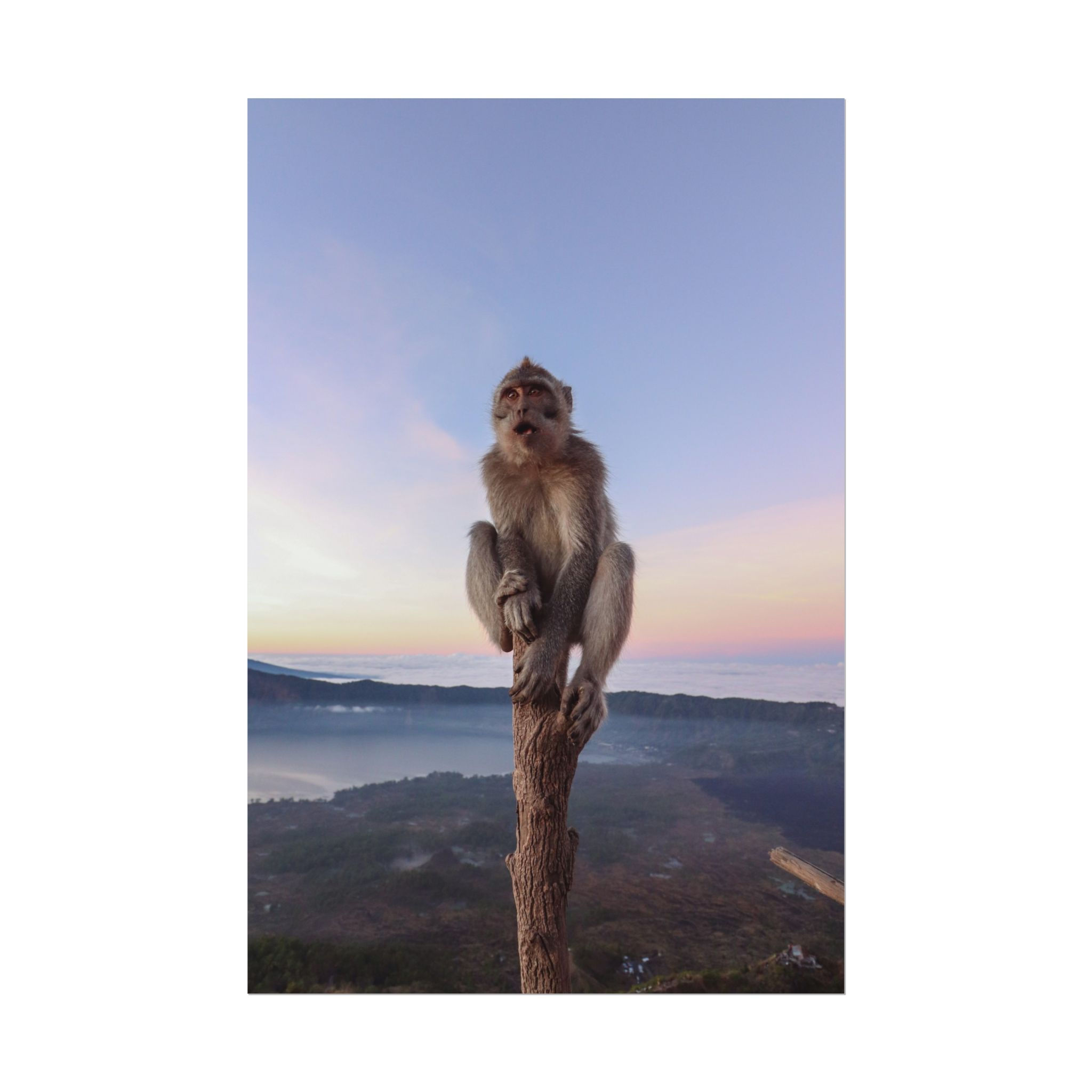 Monkey on top of Mount Batur | Nature Poster Print